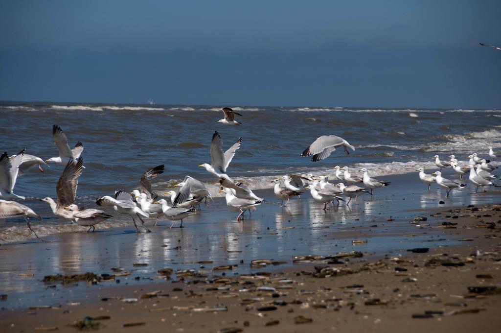 Berrie'S Sea View Daire Zandvoort Dış mekan fotoğraf